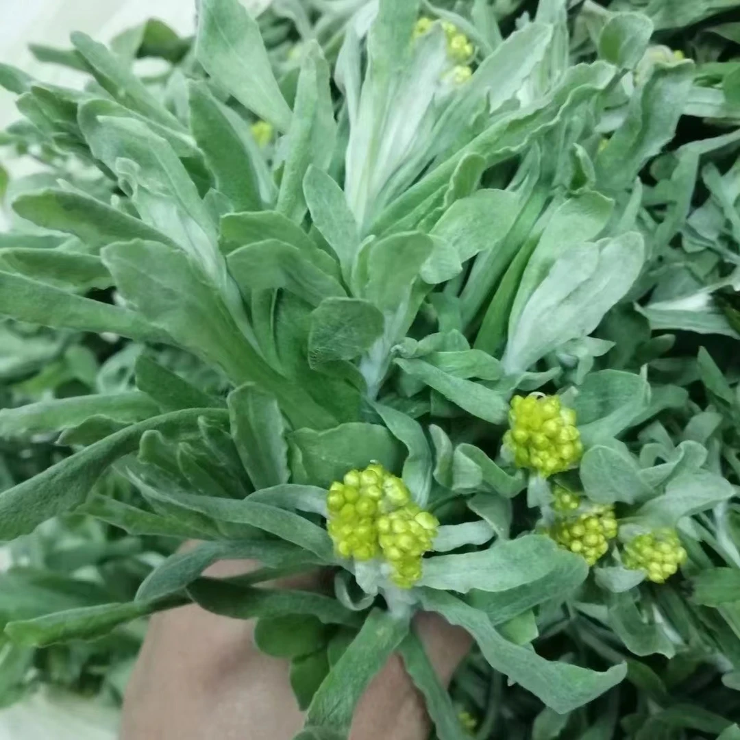 四川新鲜鼠曲草清明菜佛耳绒毛草艾草青团现摘清明草现货包邮