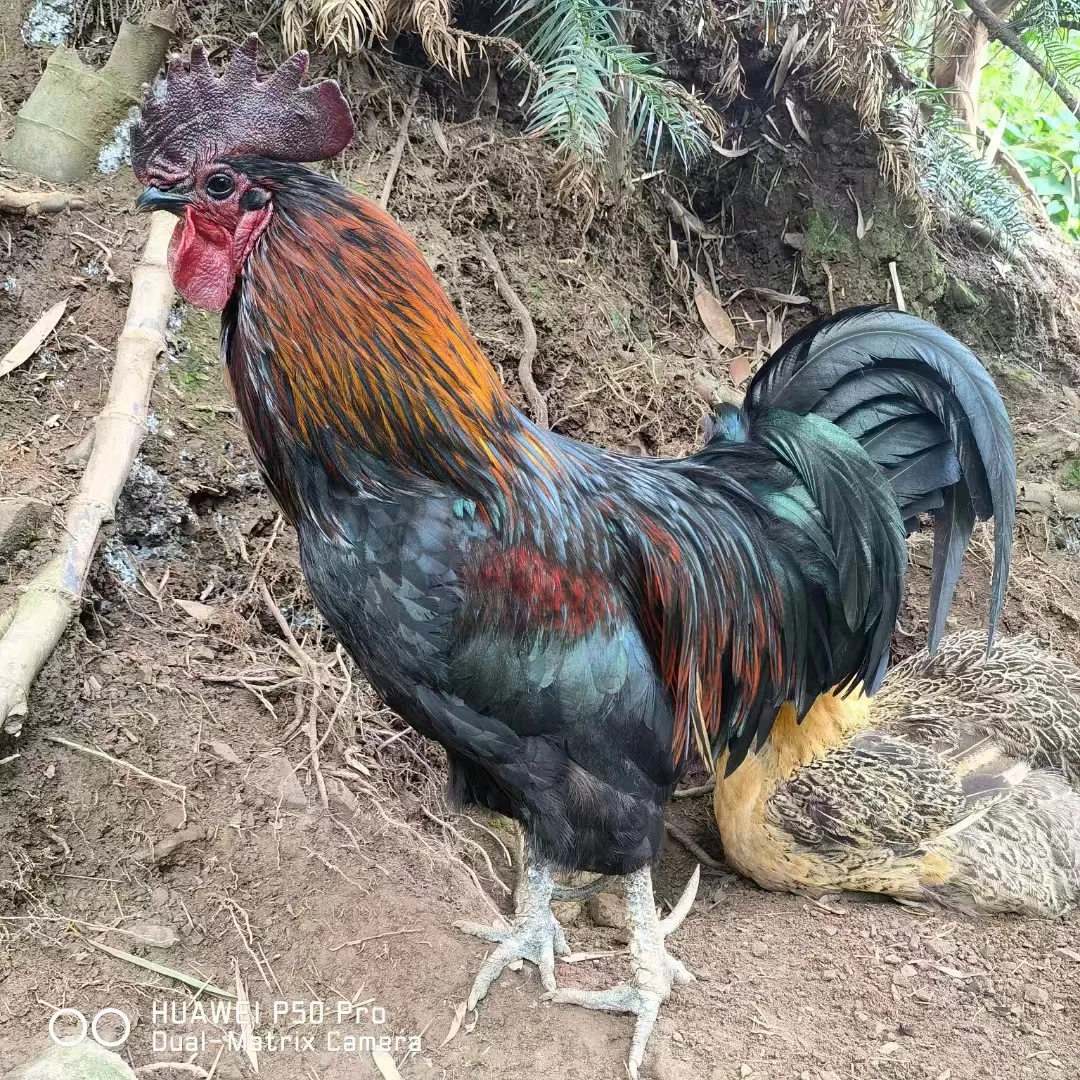 农村散养土鸡大红公鸡高山跑山鸡宜宾农村乌骨鸡现杀整只3.5斤