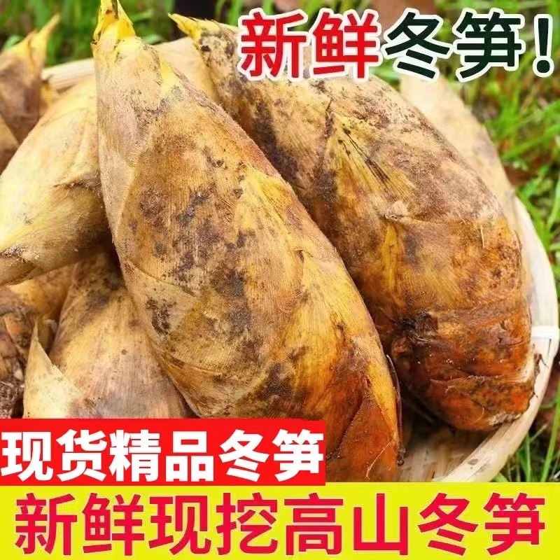 现货冬笋四川新鲜冬笋当季现挖嫩竹笋黄泥野生冬笋包邮肉厚脆鲜笋