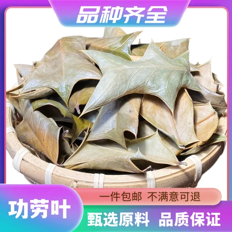 十大功劳叶根茶粉枸骨叶猫儿刺八角刺到勾刺冷背老鼠刺非茯苓