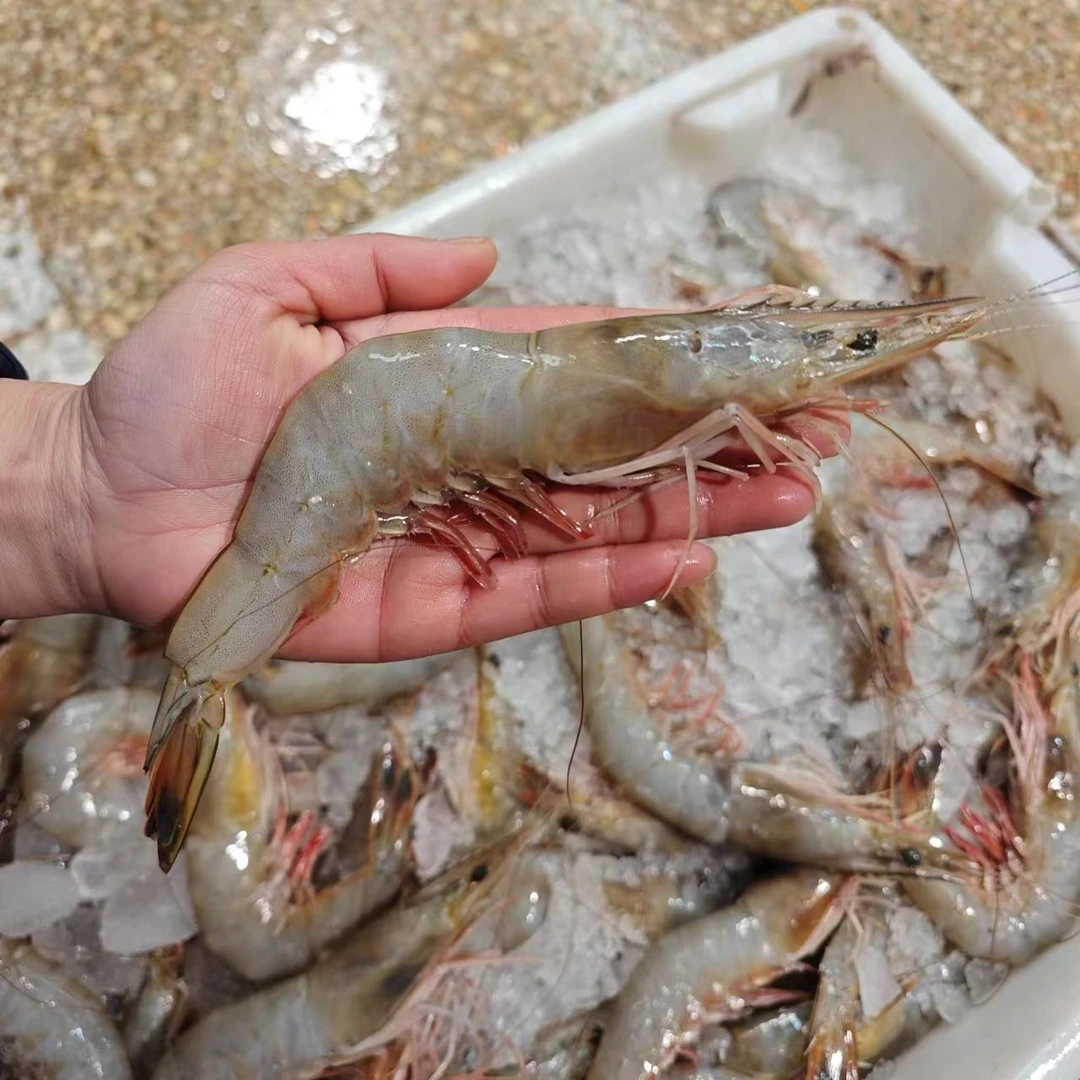 吕四 野生大明虾 特大号  一斤8只左右