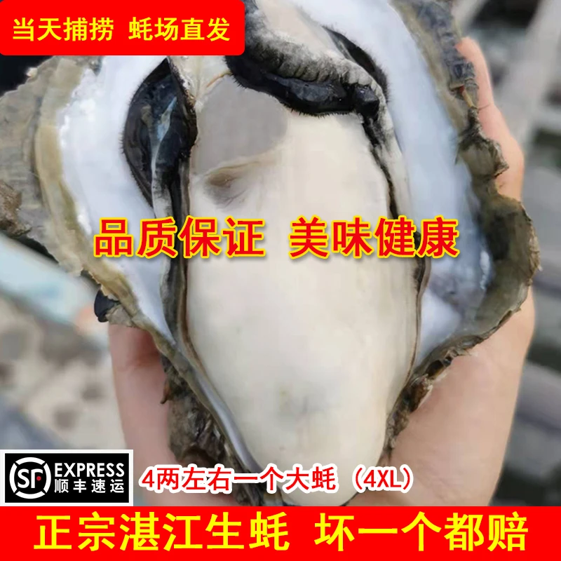 【鲜活】湛江生蚝鲜活带壳贝类海鲜（特大蚝8斤）广东省顺丰包邮