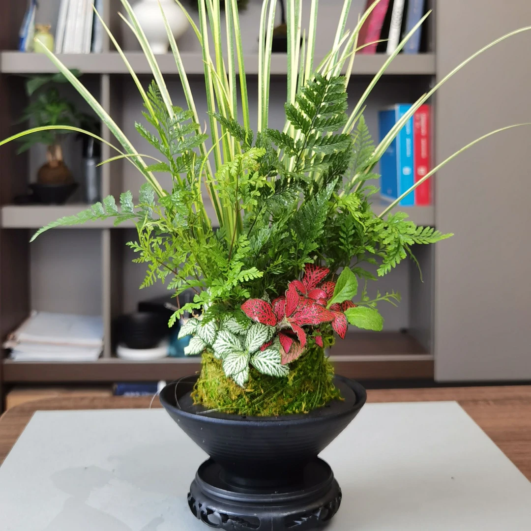 陶瓷苔藓球客厅茶室金叶苔草网纹草禅意