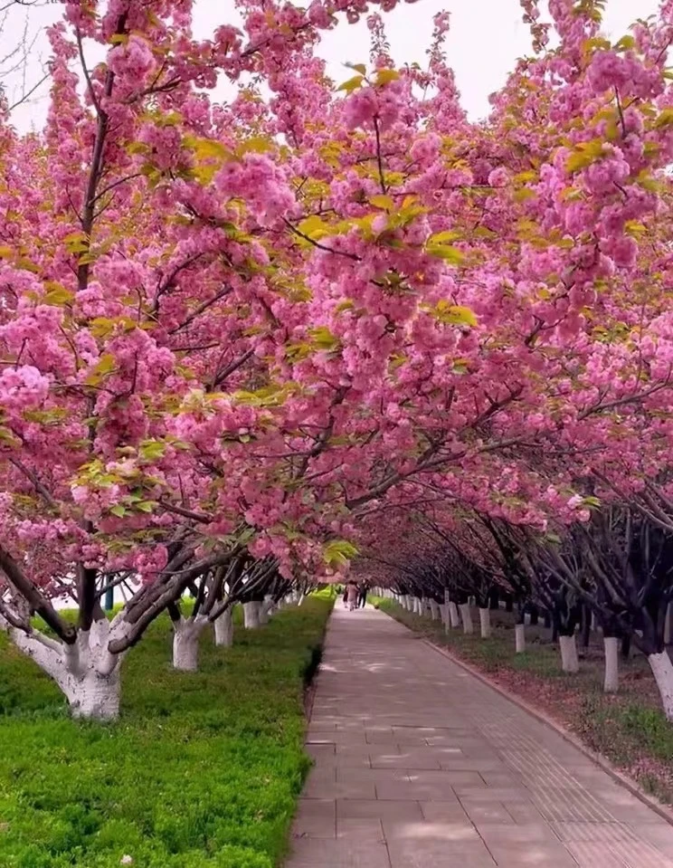 樱花树苗重瓣关山樱大苗室外耐寒植物花卉庭院种植盆栽日本晚樱