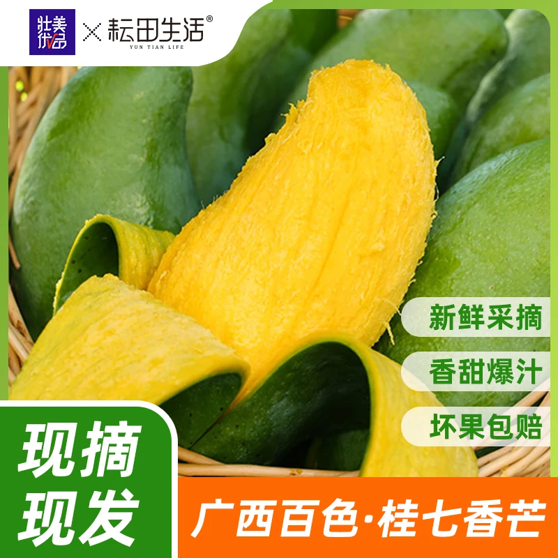 桂七芒果广西百色直发5斤8斤当季水果新鲜采摘整箱现摘