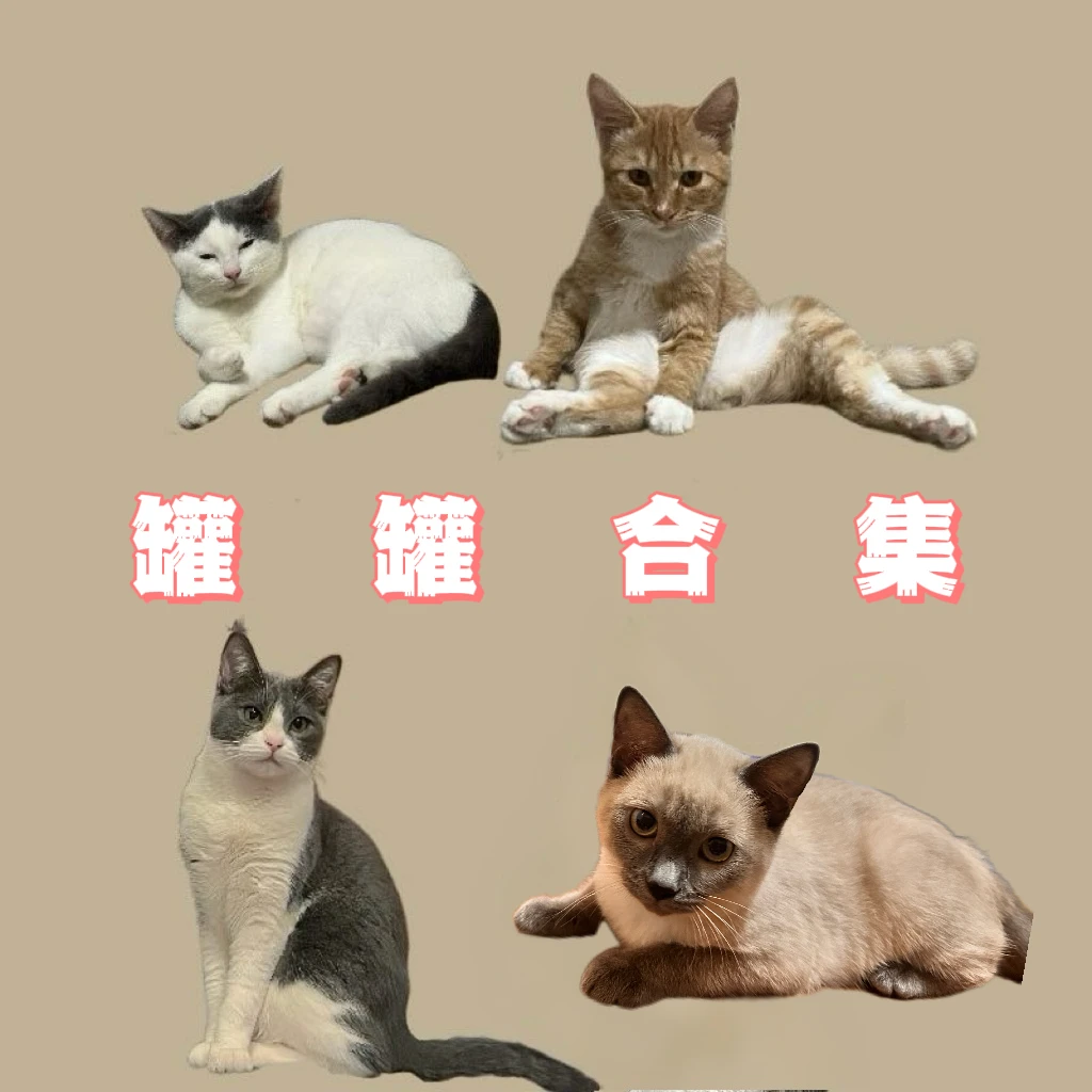 【宠物用品】罐罐合集