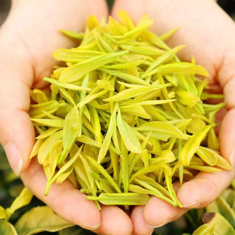 浮力【爆款黄金芽】25年新茶口粮茶高山茶香浓耐泡 香豆香兰花香