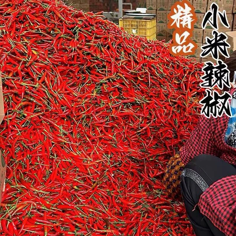 小米辣椒新鲜现摘现发产品特辣红辣椒指天椒朝天椒