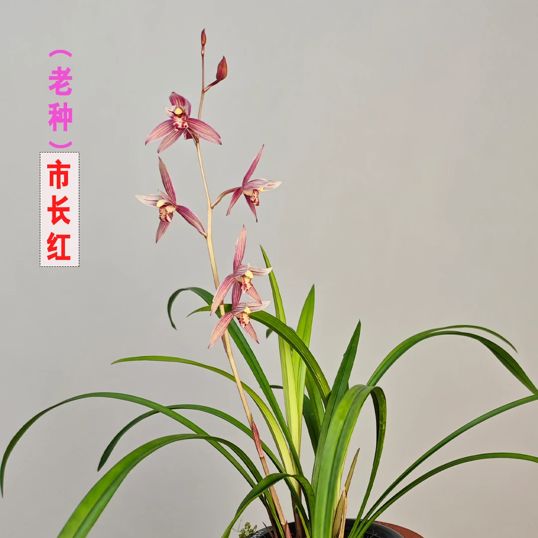建兰红花【市长红】老种四季兰名品经典易栽培易繁殖盆栽绿植清香