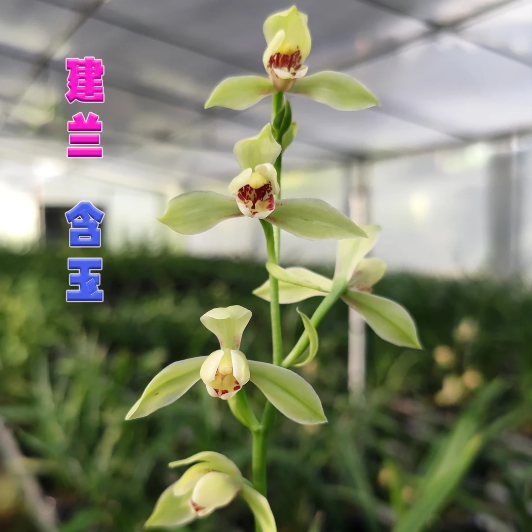 建兰水仙瓣花【含玉】四季兰名品经典兰花苞易栽开花易繁殖绿植花香