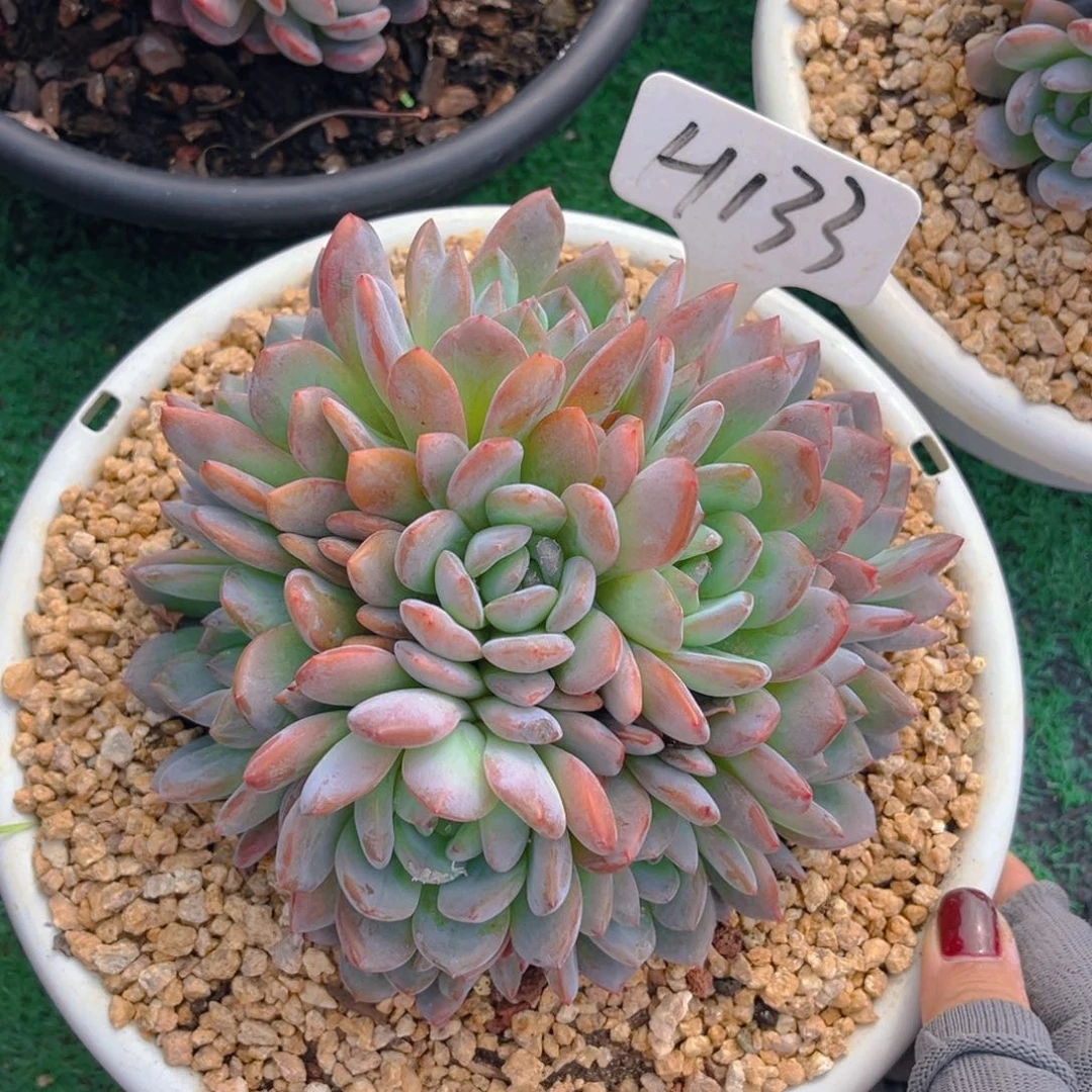 全明星888888888888多肉