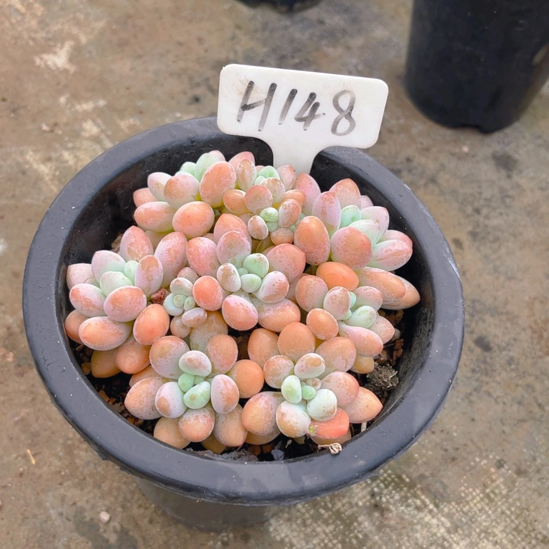 ๓***金148fgjjkkkjkkkjn