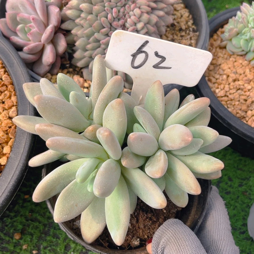 白兰地88888888888