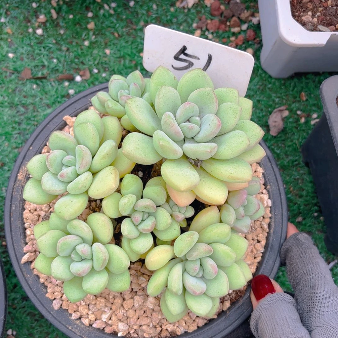 莎51dfghjjjjnjnnnnnnn