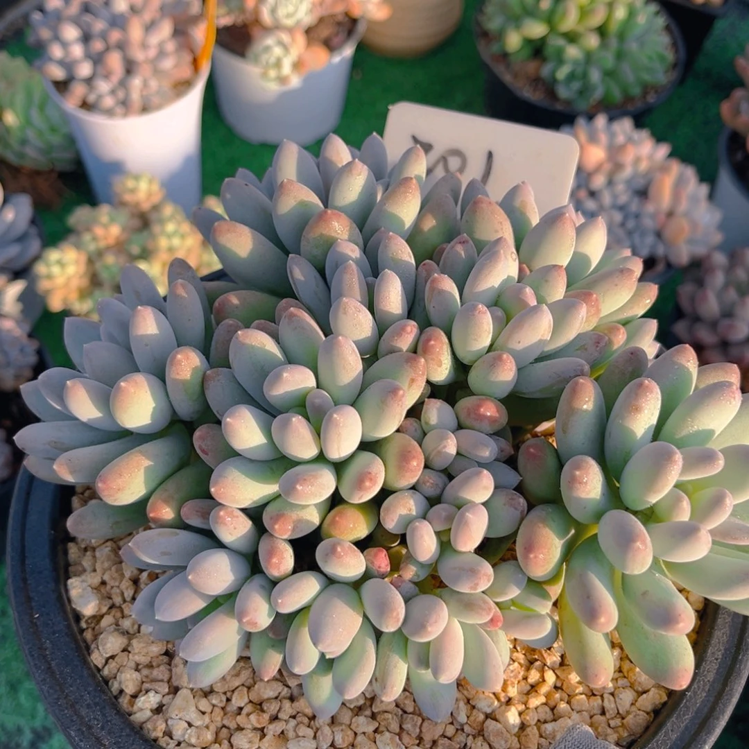 糖豆美人88888888888