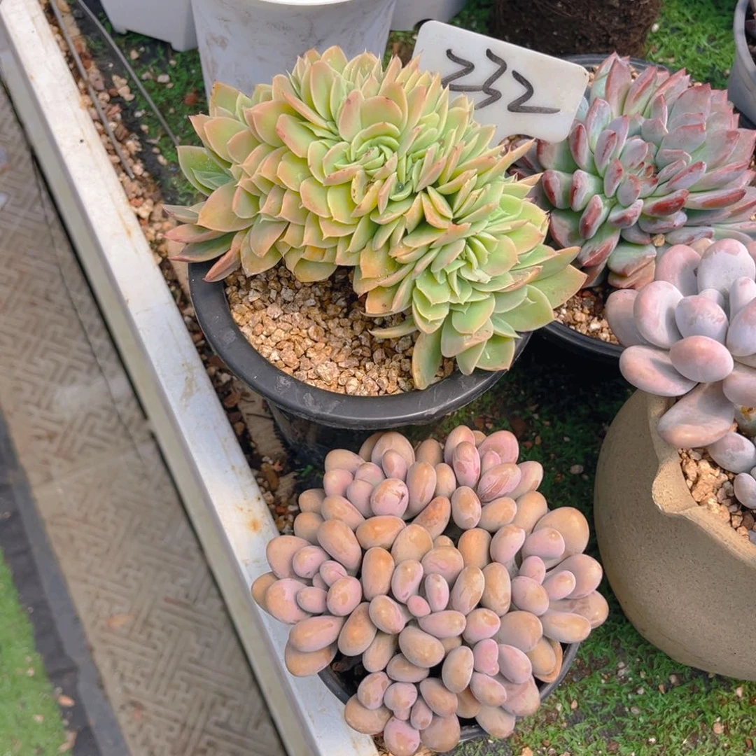 是****?232fghjjghhhhjjjjj