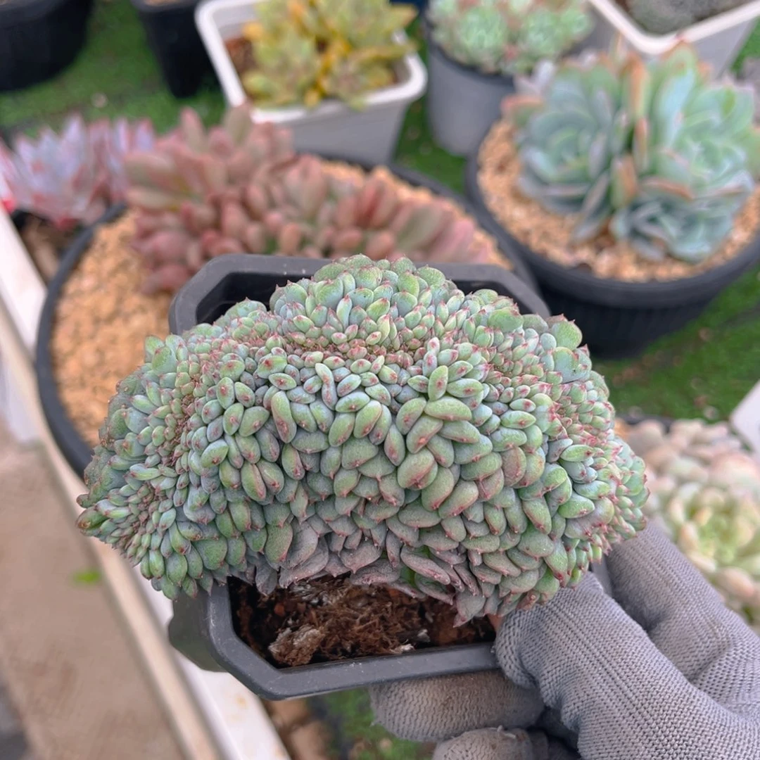 白胖子8888747777744