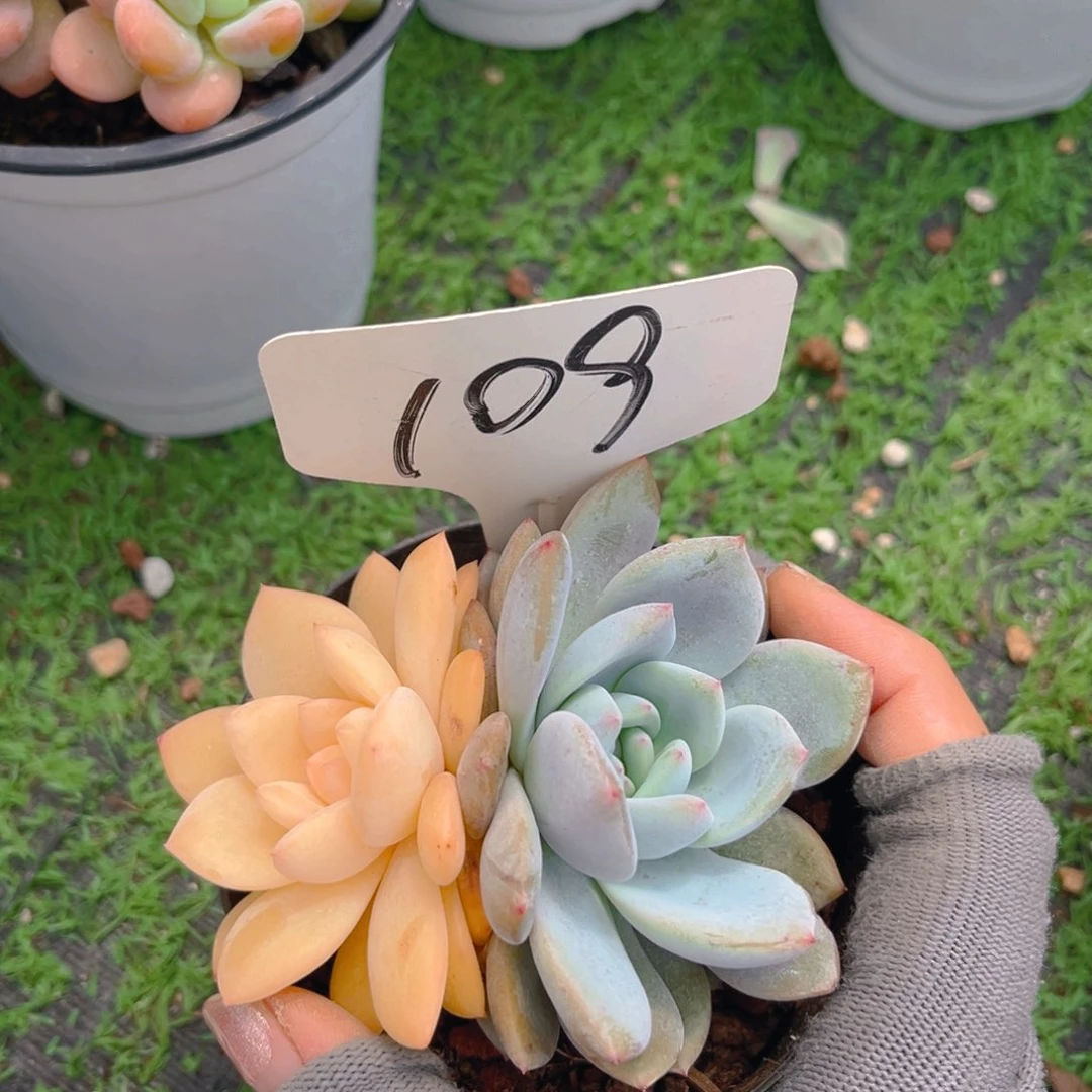 老*109fghjkkjjjnnnjbb