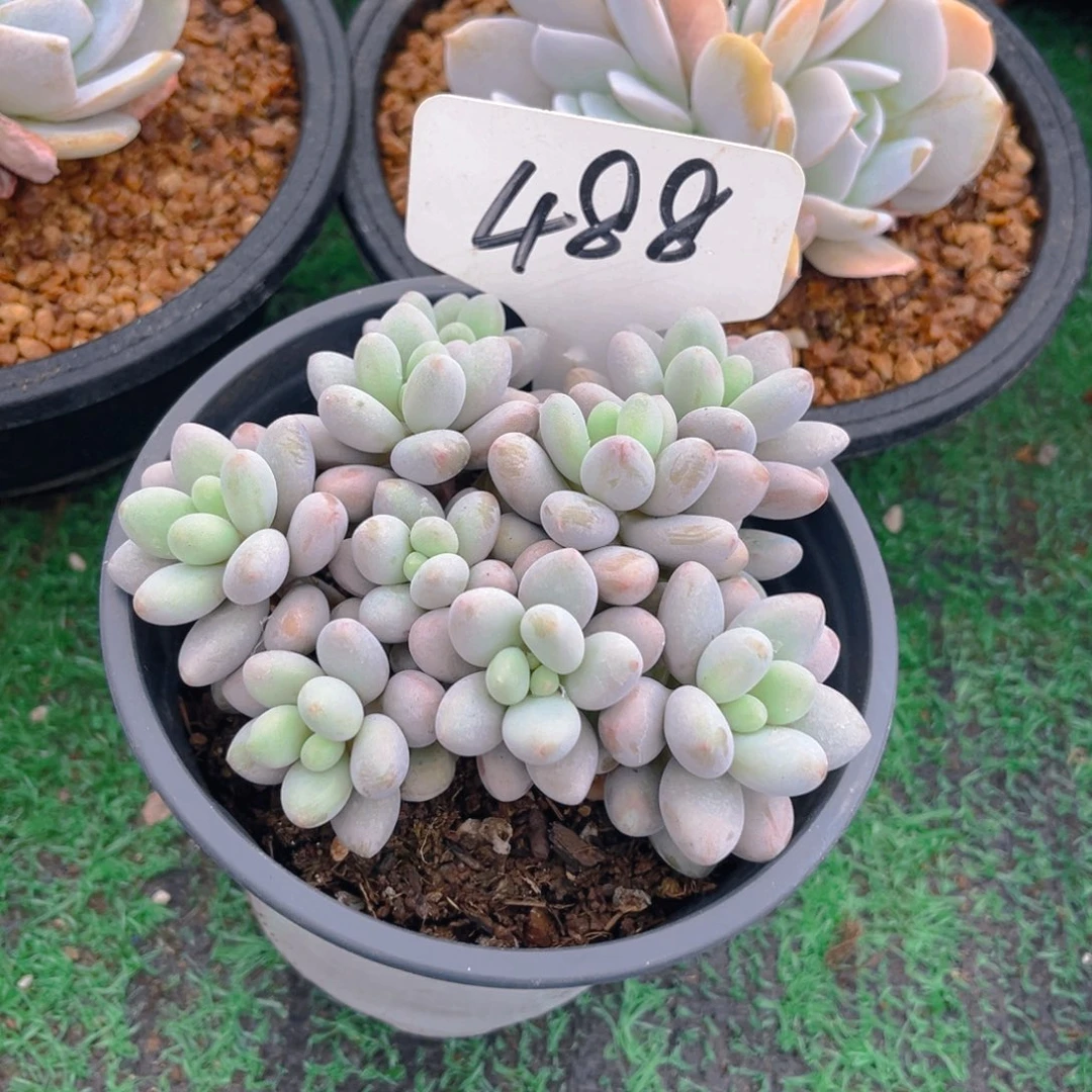 芳*488fghjjkkkkkjjj多肉