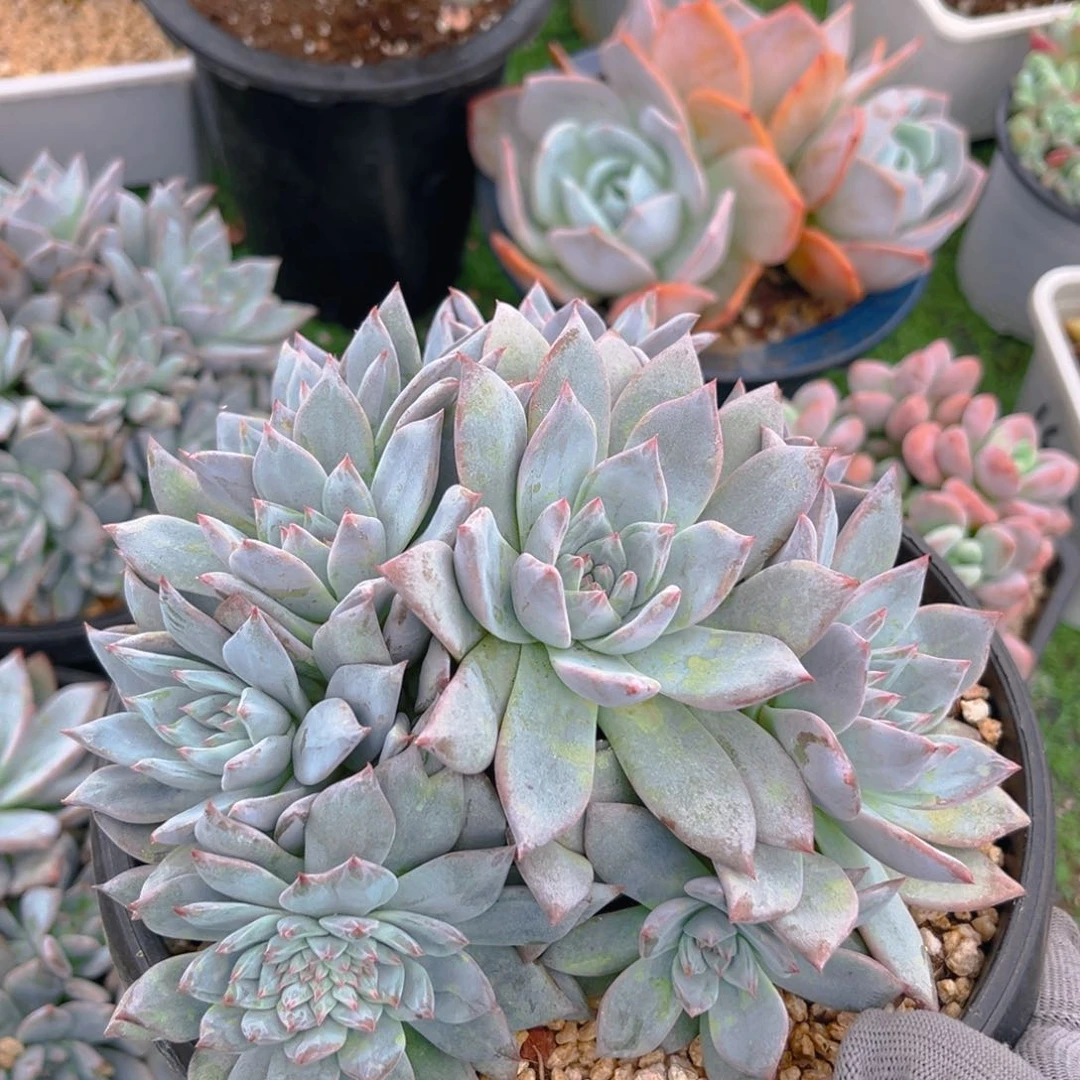 粉蓝鸟缀888888888888