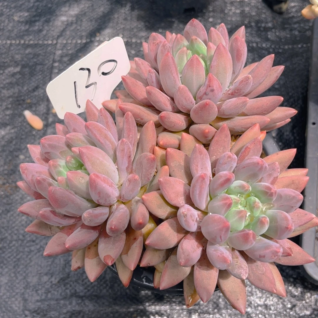 曾*节130dfghjjhhhhhjn