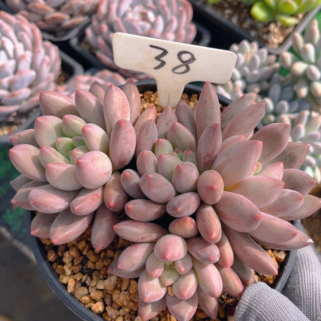 金鱼姬美人8888888888