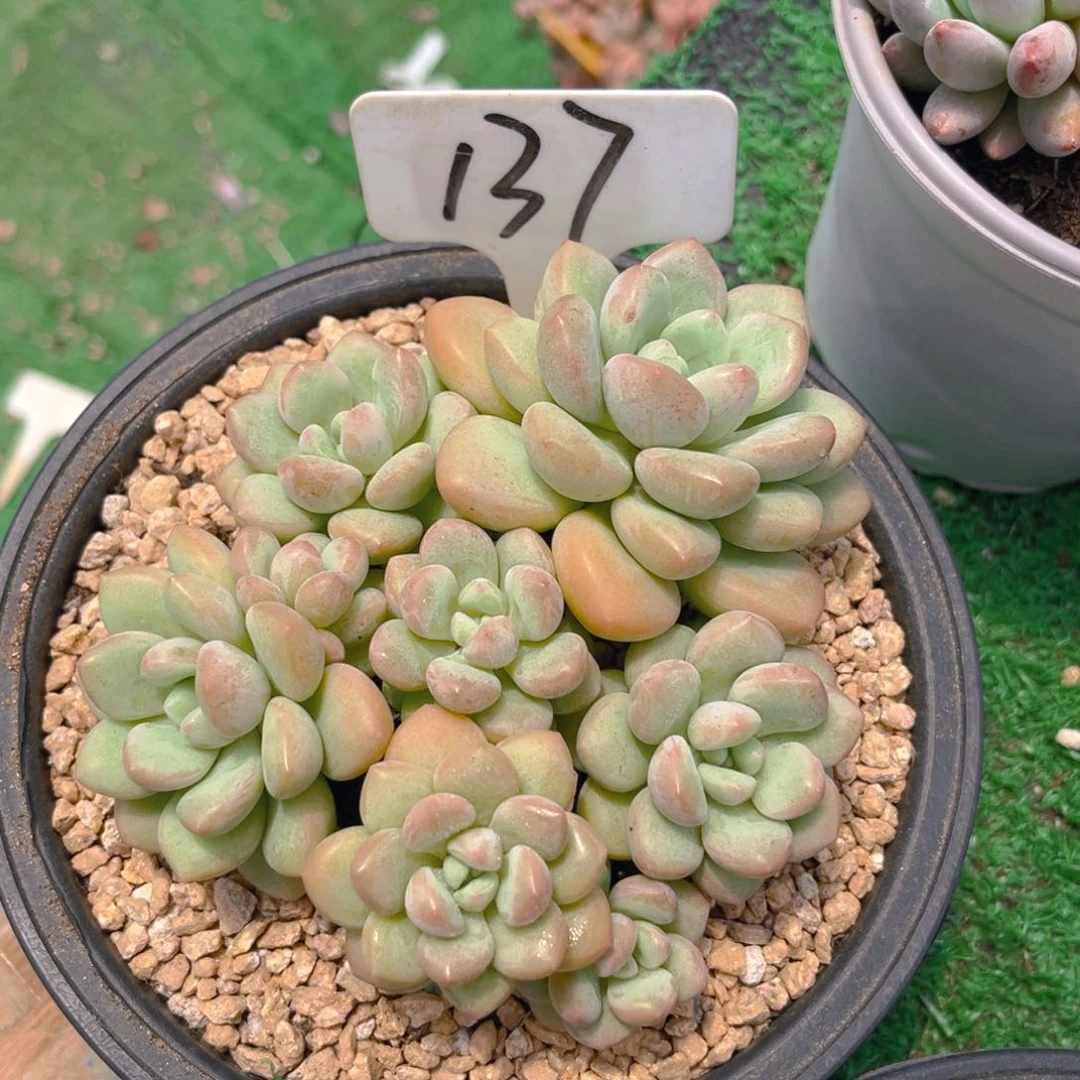 煜**妈137dghjjkjjjjj