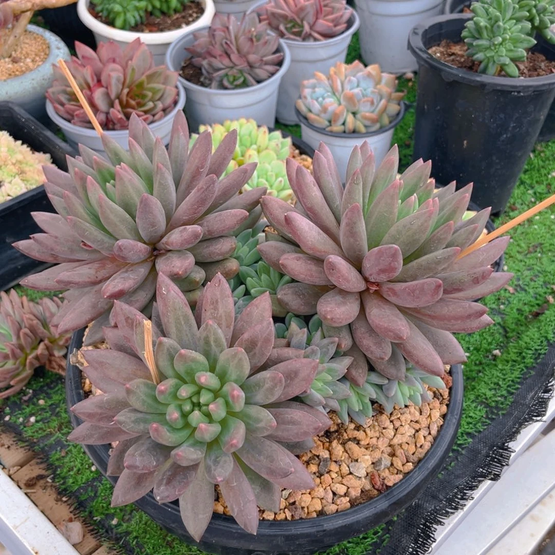 冰****水Marten;()$$$))(8888888