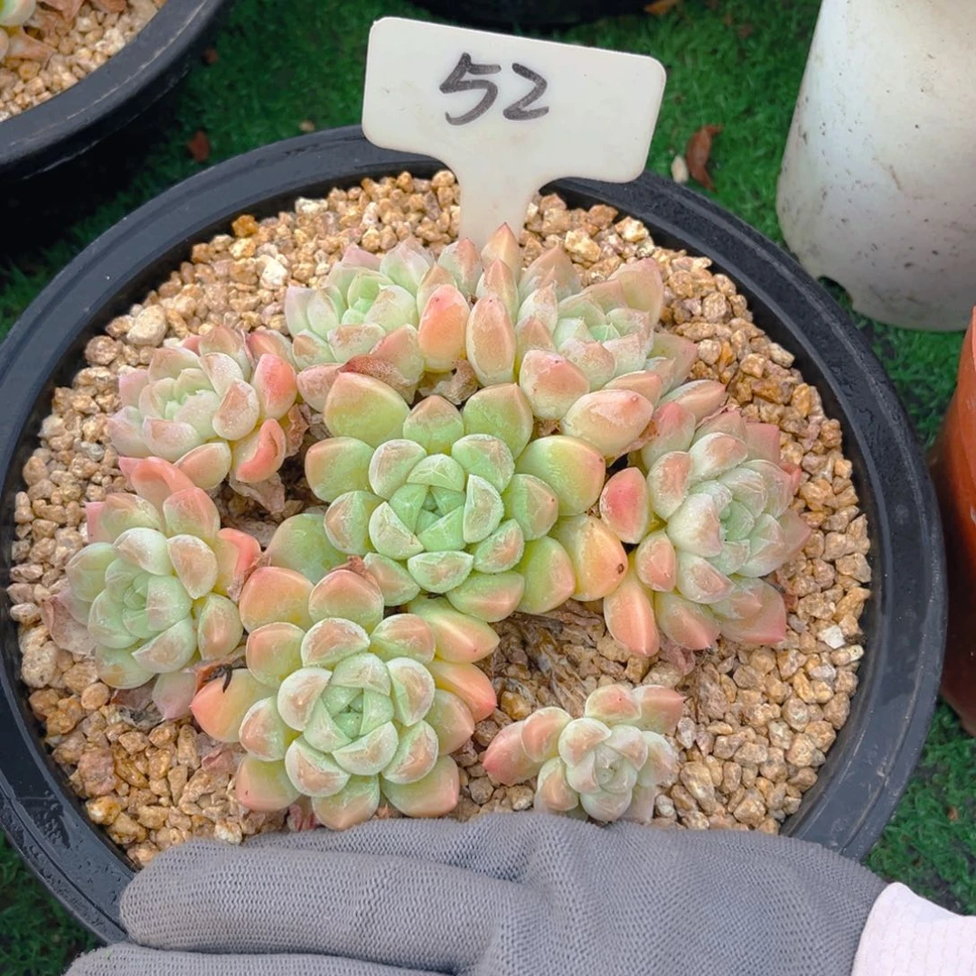 Y**悦52dfhhhjjjjjjjjjj