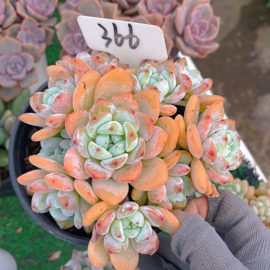 冷香888888888888888