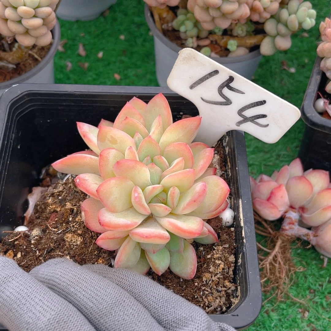 语**?154dfghhhhhhhhjjjjj