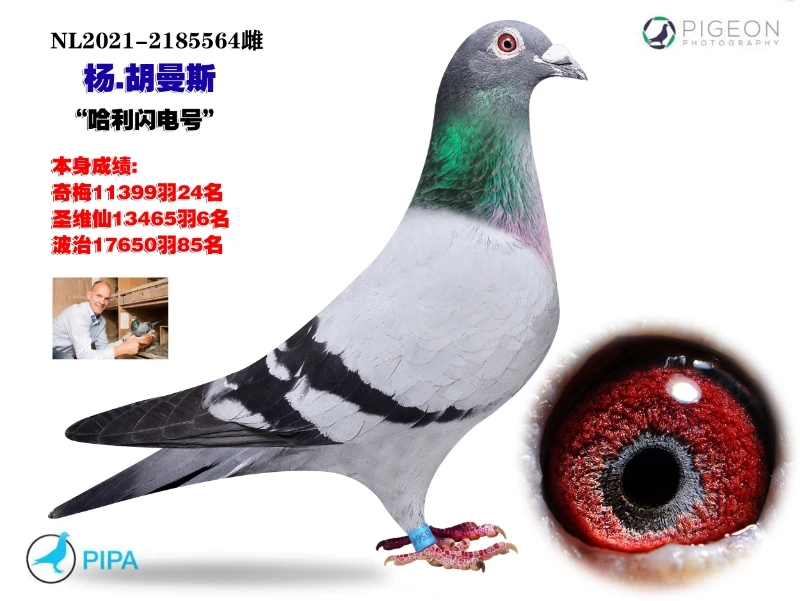 信鸽比利时原环种鸽 桑杰士 凡龙 詹森红狐 阿曼多 奶酪旺雄 金母