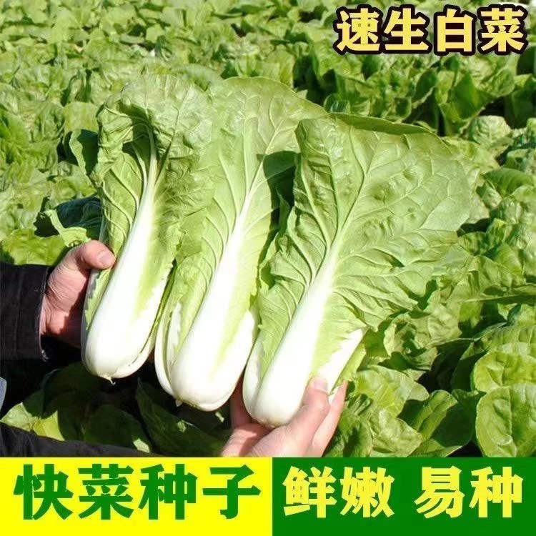 【下单就发三包】速生四季快菜种子早熟小白菜种籽庭院蔬菜青菜孑