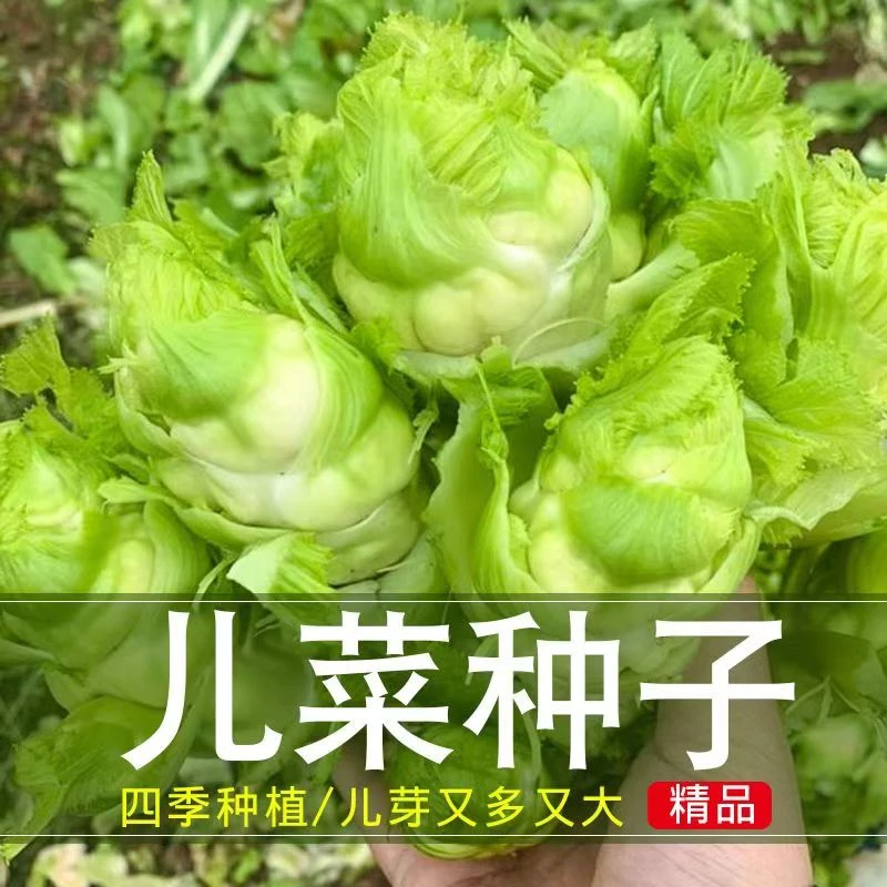 【儿菜种子】四川儿菜种孑早熟抱子芥娃娃菜秋季阳台四季蔬菜种籽