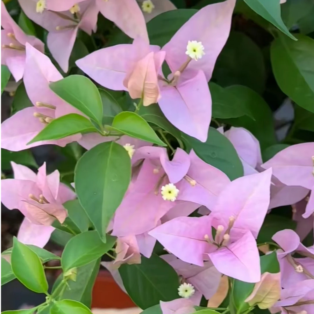 新加坡宫粉三角梅树桩包对版不包活无售后