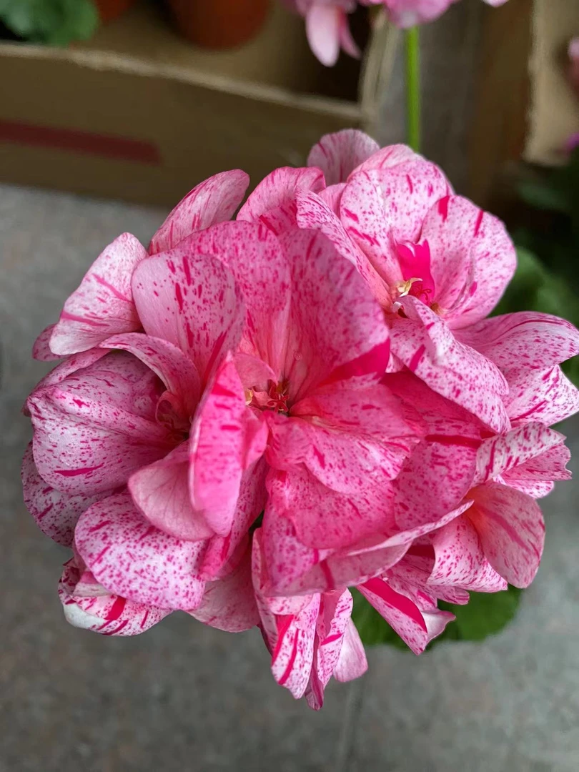 （变色龙）直立天竺葵带花苞发货