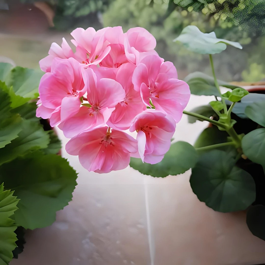 （小山宫）直立天竺葵带花苞发货包对版