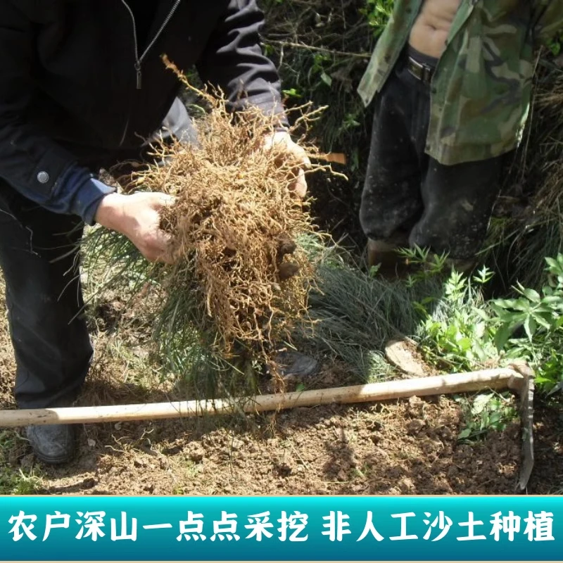 [野麦冬]小海推荐  250克/500克