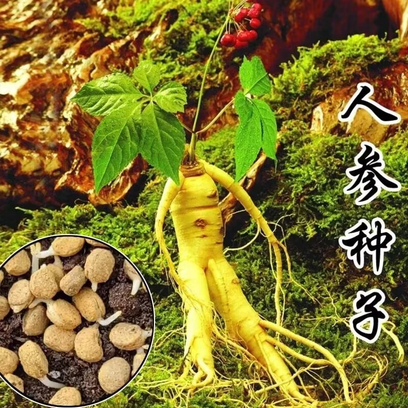 长白山人参种子正宗人参种子四季阳台小院均可种植