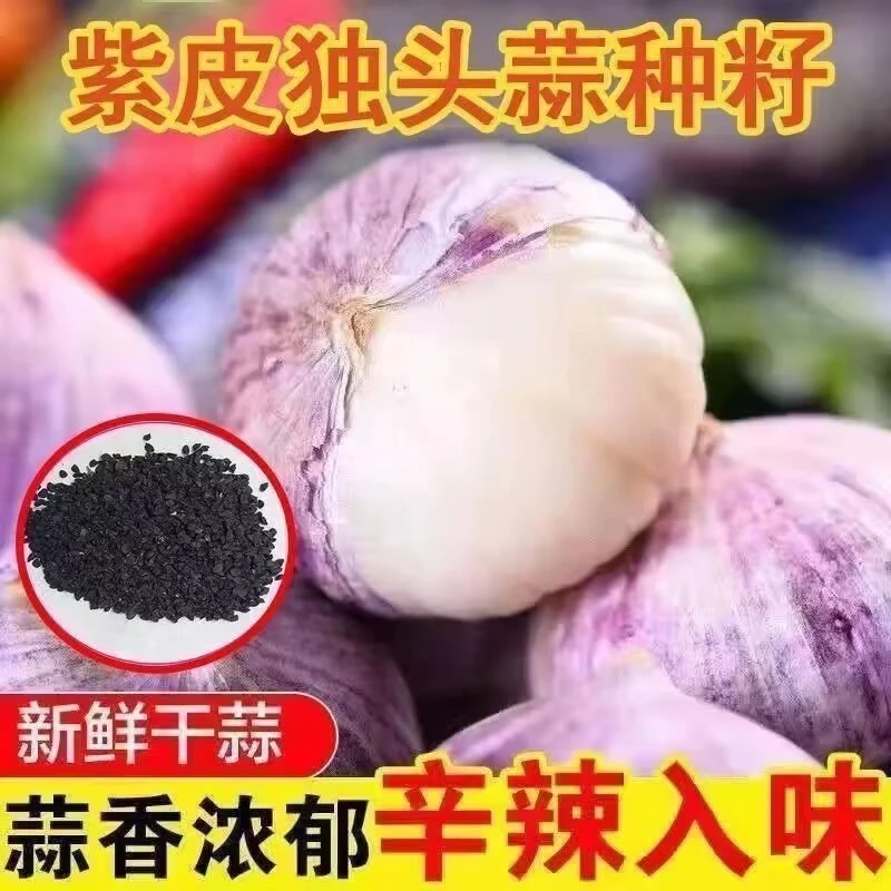 云南独头蒜圆头大蒜种籽独头大蒜独蒜大个紫皮干云南独头蒜特大号