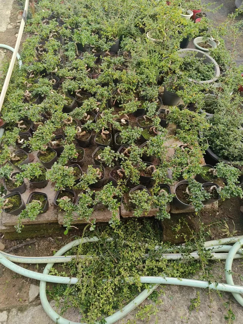 小叶福建茶，专拍链接（一物一拍！新疆等偏远地区勿拍！）