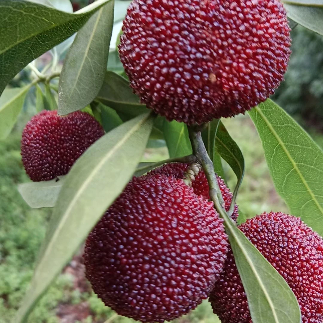 漂亮的大杨梅杯苗 地径3公分以上杨梅地苗杯苗品种东魁 黑炭 台梅