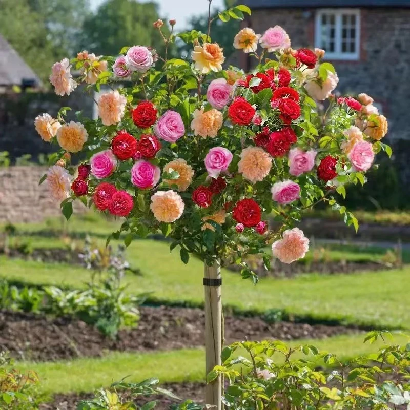 树桩月季花苗特大花朵花卉植物庭院四季开玫瑰带花棒棒糖树状月季