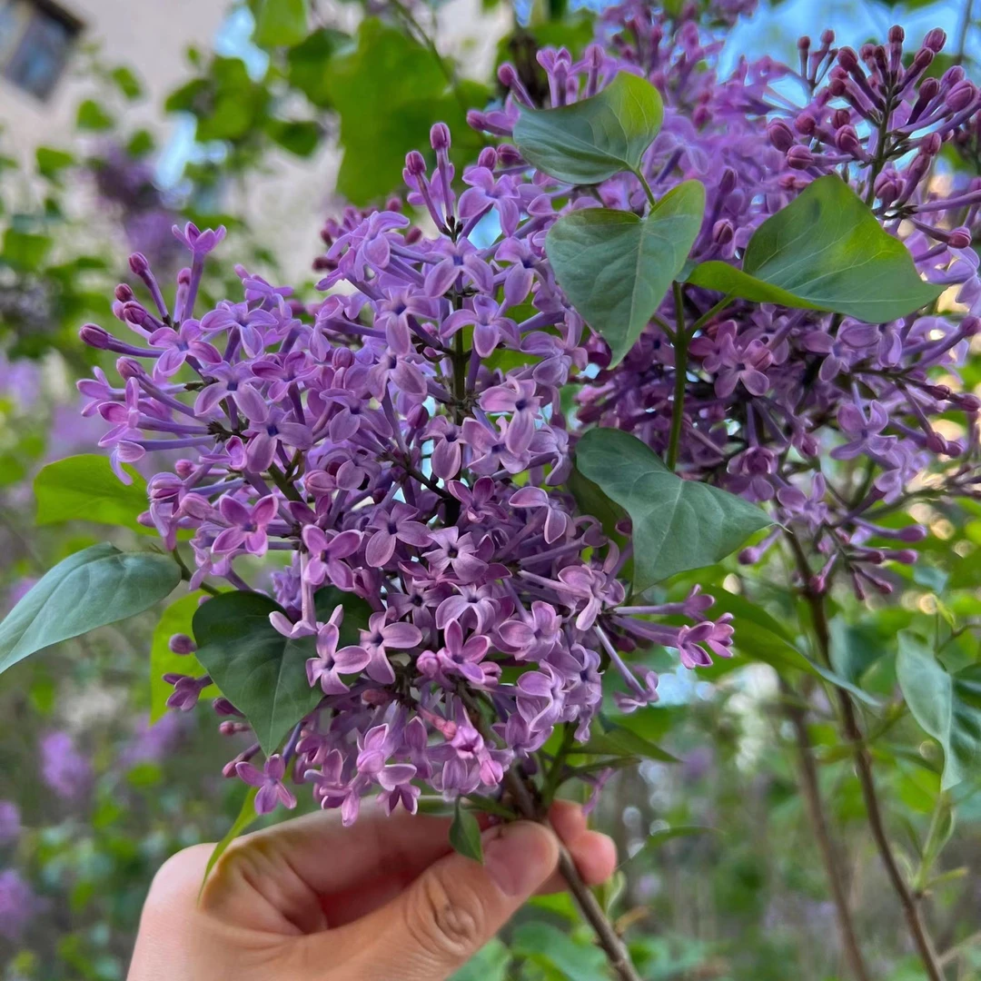 丁香花树苗盆栽阳台美好浓香室内外四季花卉耐寒植物欧洲丁香花苗