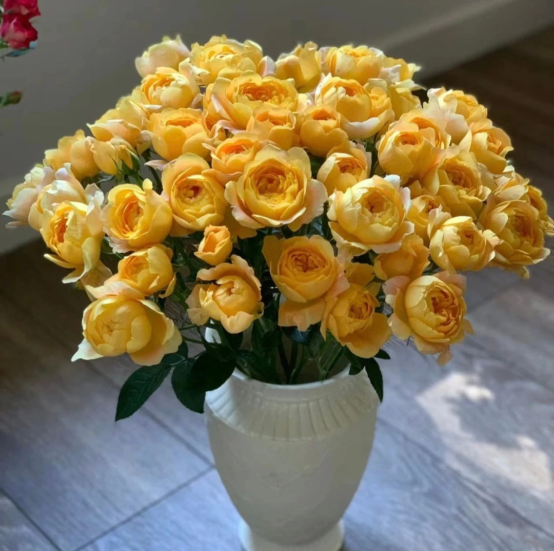 【果汁阳台泡泡】多头玫瑰任意两单及以上包邮发货