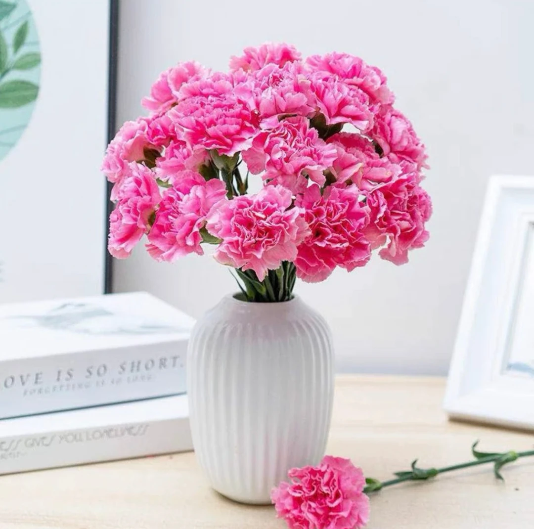 【红康】20支康乃馨浪漫桃色 全场任意两单及以上包邮