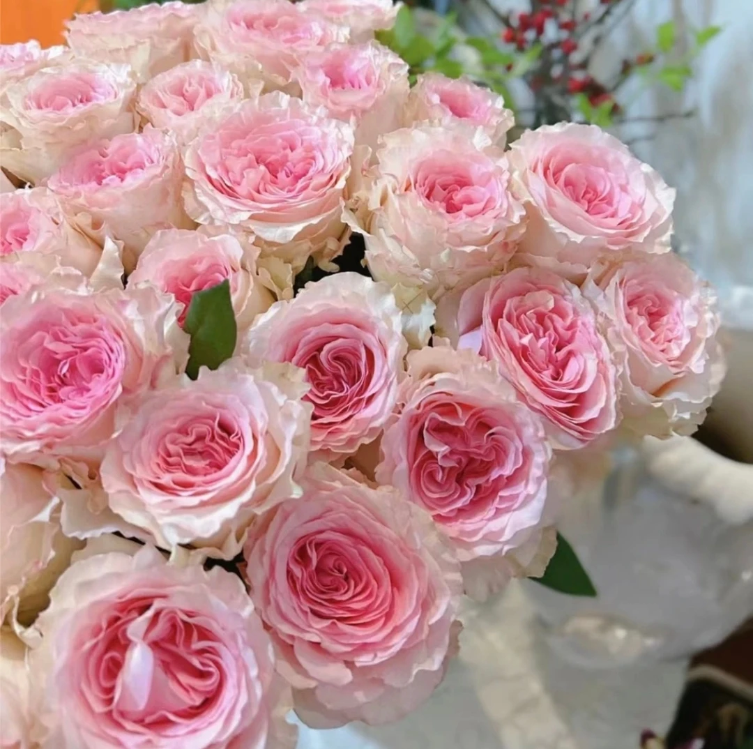 【洛神】除烂瓣不售后，任意两单顺风冷链到家（基地玫瑰直发）