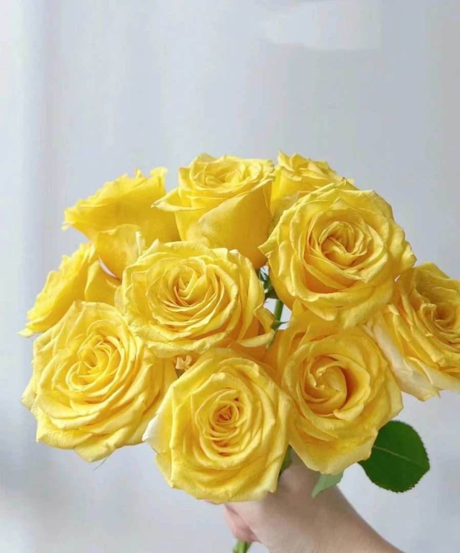 【金枝玉叶】单头玫瑰任意两单及以上包邮发货