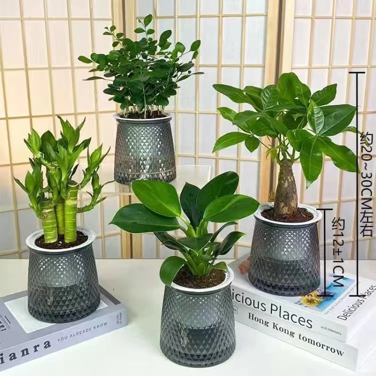 【买三送一】灰透塑胶盆富贵竹金钻发财树九里香绿植物桌面好养
