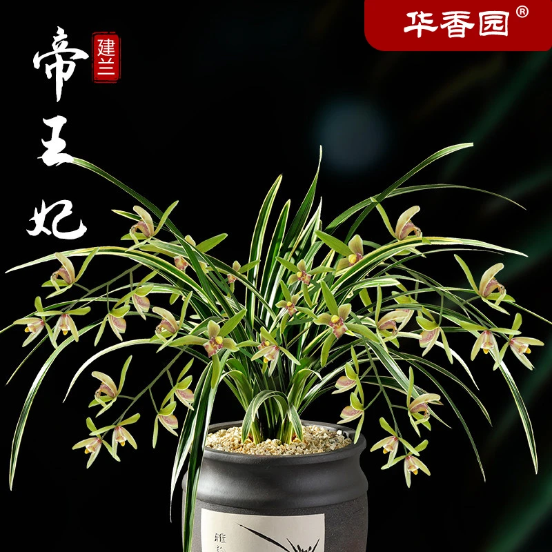 花香兰阁兰花 金边鹤艺 帝王妃 四季建兰矮种 室内外绿植花卉盆栽